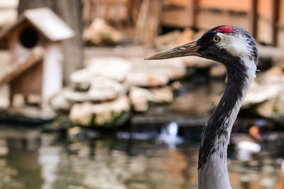 Close-up of heron on lake