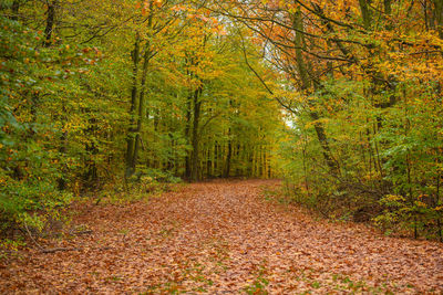 Dirt road amidst trees in forest during autumn