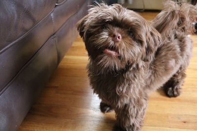 Close-up of dog at home