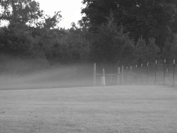 Trees in foggy weather