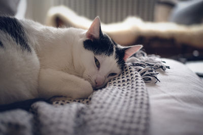 Close-up of cat resting on bed