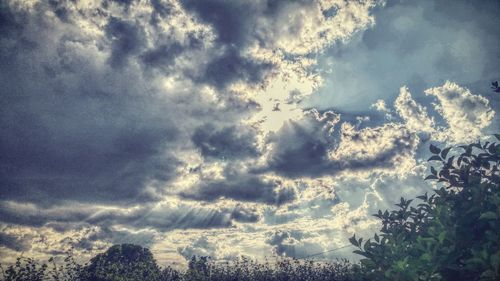 Low angle view of trees against sky