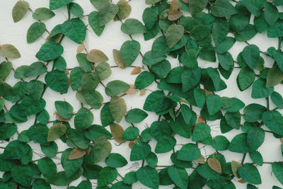 Full frame shot of leaves