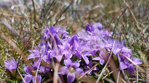 Close-up of purple crocus blooming outdoors