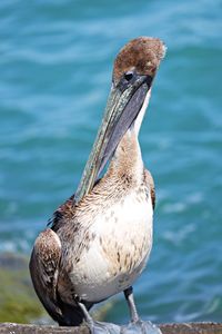 Close-up of a bird