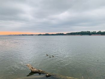 View of birds swimming in lake against cloudy sky