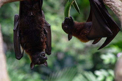 Cute flying fox hanging on a tree branch. bat with a funny face. wild animal in the wild. 