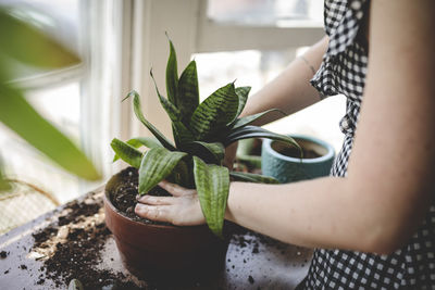 Young woman repots a plant and works her hands into the soil