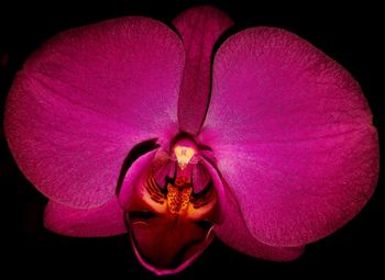 Close-up of pink orchid against black background