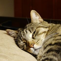 Close-up of cat resting