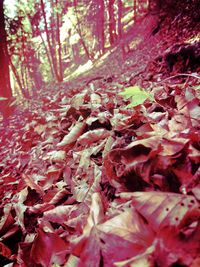 Trees in a forest