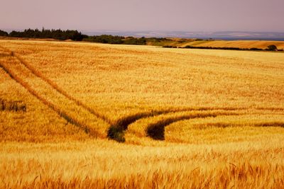 Scenic view of agricultural field