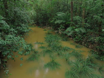 Reflection of trees in water