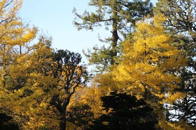 Low angle view of trees in forest during autumn