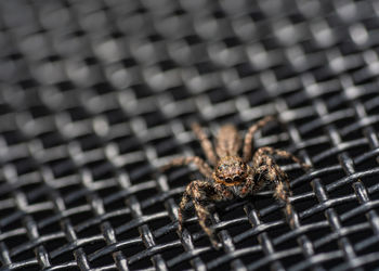 Close-up of spider