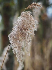 Close-up of white flowers