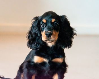 Portrait of black dog looking away