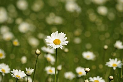 Close-up of white daisy flowers on field