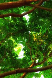 Low angle view of tree