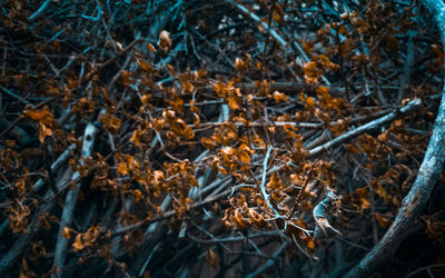 Close-up of dry plants on land during winter