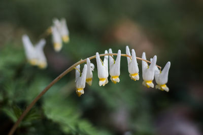 Close-up of white flowering plant