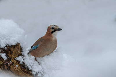 Close-up of bird perching on snow