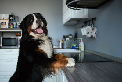 Dog looking away while sitting in house