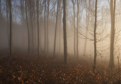 Trees in forest during foggy weather