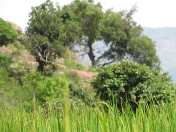Scenic view of trees growing on field against sky