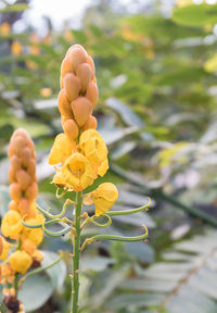 Close-up of yellow flowering plant