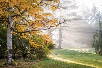 Trees in forest during autumn