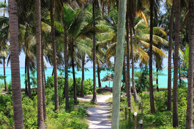 Scenic view of palm trees