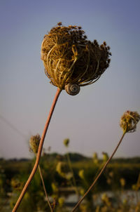 Close-up of dandelion in field