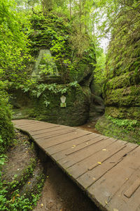 Footpath amidst trees in forest