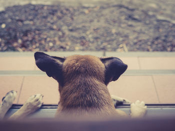 Close-up of a cat looking away