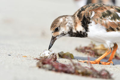 Portrait of a ruddy turnstone eating a fish on the beach 
