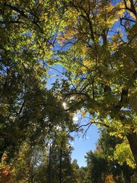 Low angle view of trees against sky