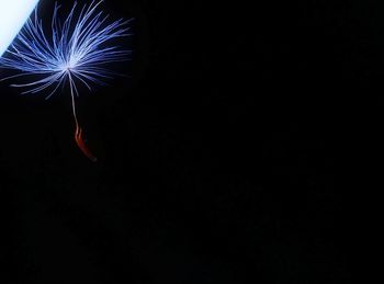 Close-up of flower over black background