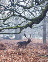 Deer standing in a forest