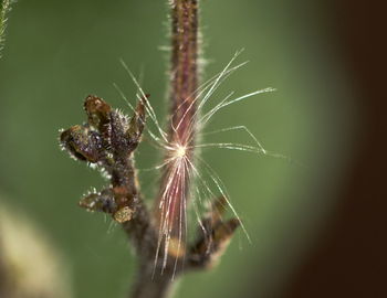 Close-up of spider on web