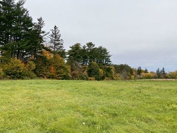 Trees on field against sky