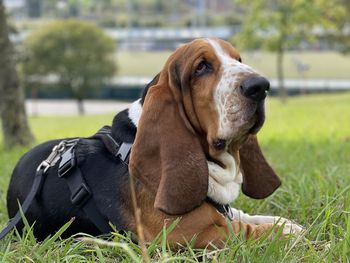 Close-up of a dog on field - blues in the park