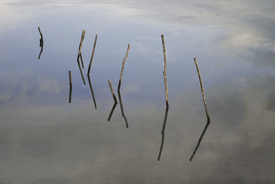 View of birds flying over lake