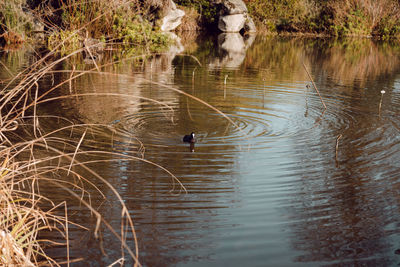 View of ducks swimming in lake