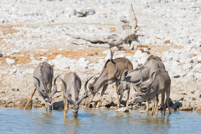 Kudu drinking water from lake