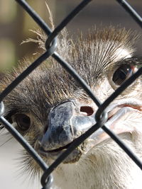 Close-up portrait of ostrich seen through chainlink fence in zoo