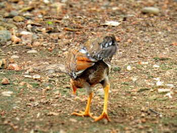 Close-up of bird on ground