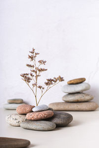 Survival concept dried flower growing from stones vertical view