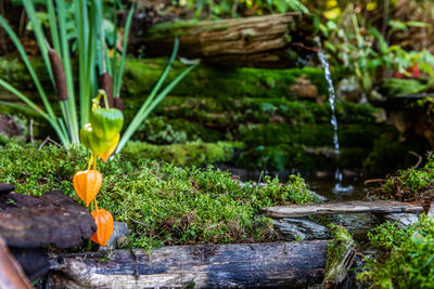 Close-up of moss growing on field