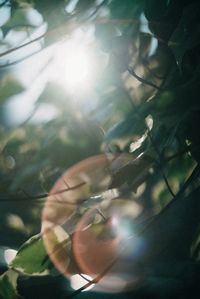 Close-up of human hand against tree